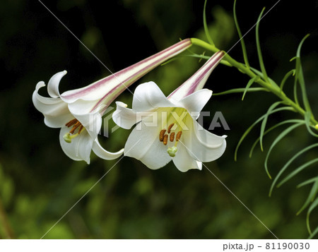 タカサゴユリの花 タカサゴユリの花 81190030