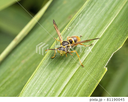 葉の上にいるオスのコアシナガバチ 81190045