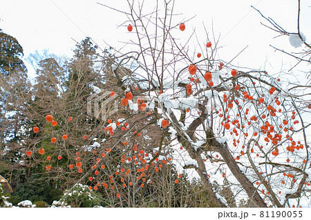 岩手県の冬景色　雪が積もる柿の木 81190055