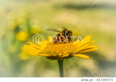 Honey bee on yellow flower collecting nectar against blurry background Honey bee on yellow flower collecting nectar against blurry background 81190555