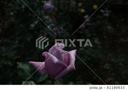 満開の薔薇 Blue Moon 満開の薔薇 Blue Moon 81190633