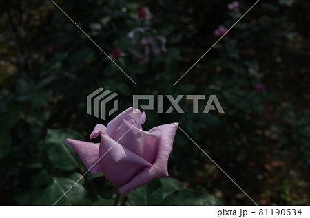 満開の薔薇 Blue Moon 満開の薔薇 Blue Moon 81190634