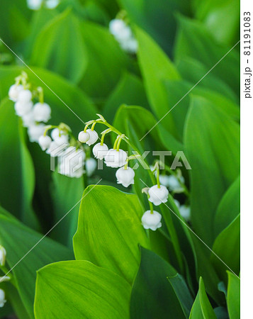 東京板橋の公園に咲くすずらんの写真素材