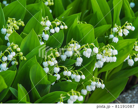 東京板橋の公園に咲くすずらん 81191087