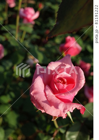 満開の薔薇 Carina 満開の薔薇 Carina 81191222