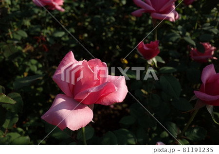 満開の薔薇 Carina 満開の薔薇 Carina 81191235