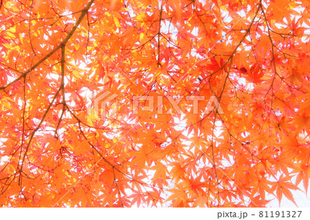 鮮やかなオレンジ色のもみじの葉の部分だけ透過光で撮影 鮮やかなオレンジ色のもみじの葉の部分だけ透過光で撮影 81191327