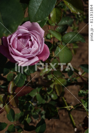 満開の薔薇 Charles de Gaulle 満開の薔薇 Charles de Gaulle 81191864