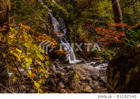 （山梨県）吐竜の滝（どりゅうのたき）　紅葉 81192540