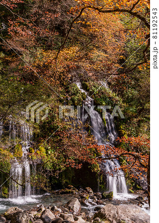 （山梨県）吐竜の滝（どりゅうのたき）　紅葉 81192543