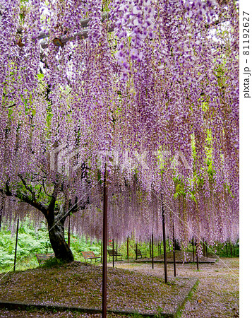 白毫寺の藤棚 81192627
