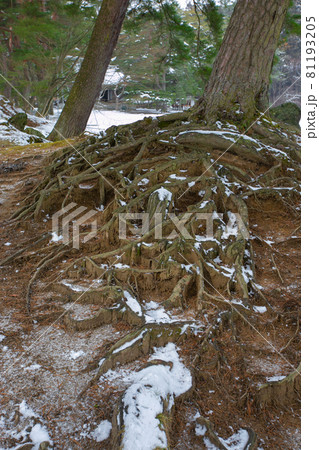 岩手県　12月の世界遺産平泉 81193205
