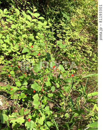 ニガイチゴ ニガイチゴ 81193301