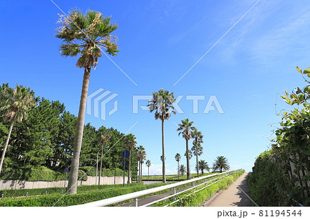 ヤシの木とソテツのある風景　千葉県浦安市舞浜 81194544