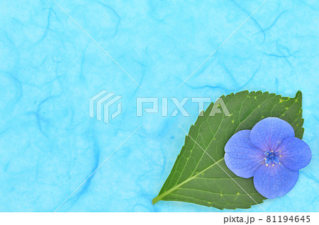 アジサイ 花びら 背景素材 81194645