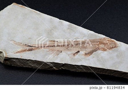 リコプテラの化石 81194834