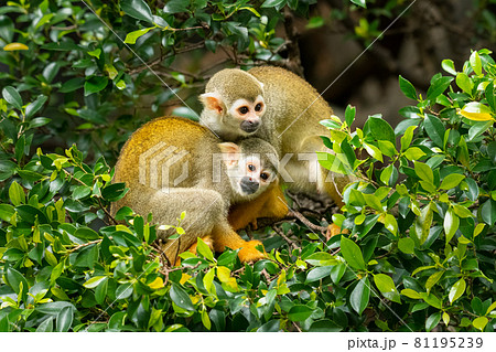 A pair of Common Squirrel Monkey sitting on tree branches 81195239