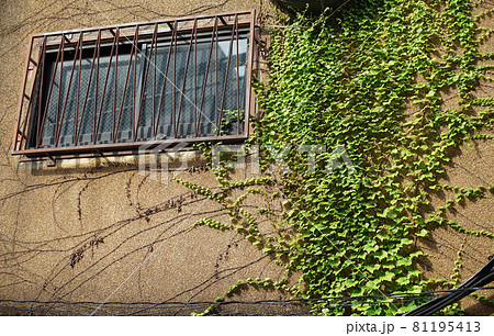 古い建物のツタの壁 81195413