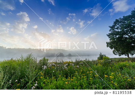 foggy riverside at summer sunrise with grass and wild flowers 81195538