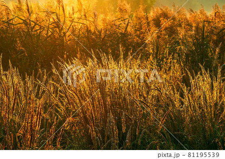 Golden dry long Stipa tenacissima or ssparto feather grass at autumn morning with selective focus. Golden dry long Stipa tenacissima or ssparto feather grass at autumn morning with selective focus. 81195539