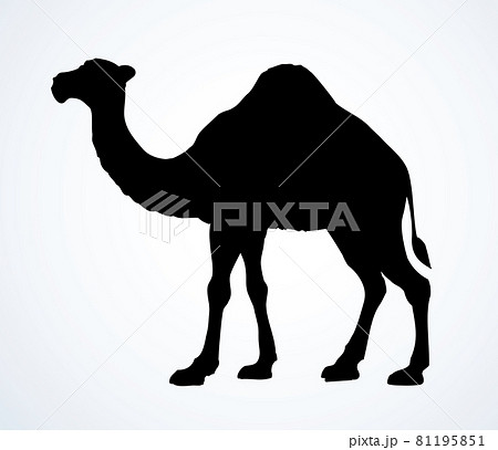 Camel Vector Sketchのイラスト素材