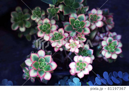 多肉植物 エケベリアの美しい葉 多肉植物 エケベリアの美しい葉 81197367