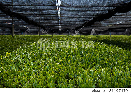 西尾市　稲荷山茶園の茶畑 81197450