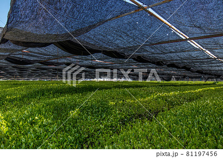 西尾市　稲荷山茶園の茶畑 81197456