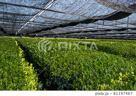 西尾市　稲荷山茶園の茶畑 81197467
