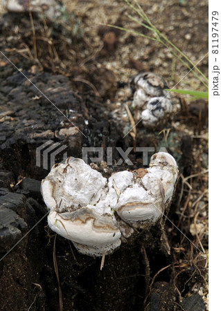 朽ち果てた切り株に生えた白いキノコ 81197479