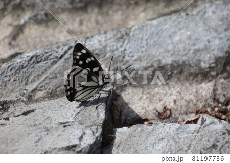 ゴマダラチョウ  four-footed butterfly, Hestina 81197736
