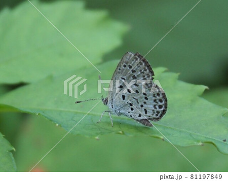 ヤマトシジミ 81197849