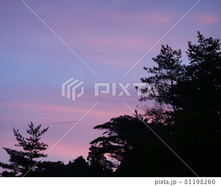 赤松の樹林と朝焼け 赤松の樹林と朝焼け 81198260