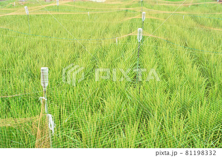 水田のオレンジ色の鳥よけネット（ペットボトルのネットサポート） 81198332