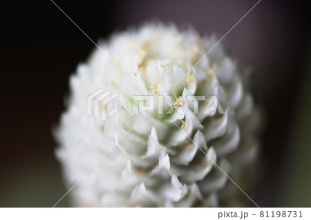 センニチコウ  Globe amaranth 81198731