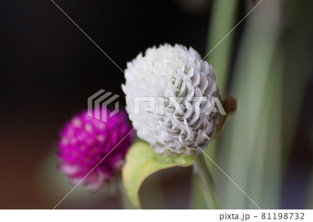 センニチコウ Globe amaranth センニチコウ Globe amaranth 81198732