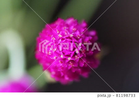 センニチコウ  Globe amaranth 81198733