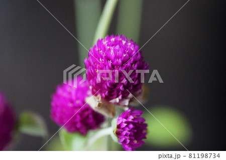センニチコウ  Globe amaranth 81198734