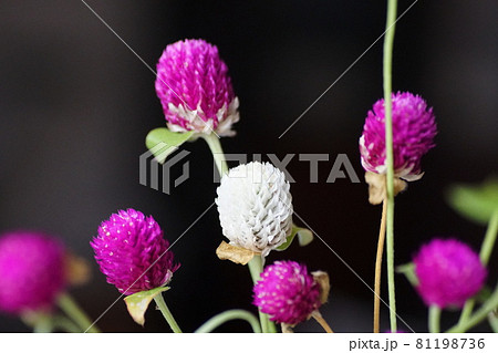 センニチコウ Globe amaranth センニチコウ Globe amaranth 81198736