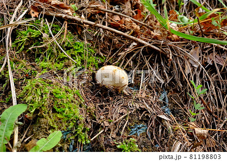 お菓子?絶妙な色合いに変わったヒメホコリタケ? お菓子?絶妙な色合いに変わったヒメホコリタケ? 81198803