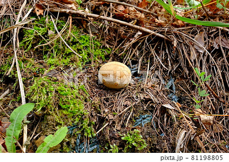 お菓子?絶妙な色合いに変わったヒメホコリタケ? お菓子?絶妙な色合いに変わったヒメホコリタケ? 81198805
