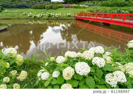三重県津市 かざはやの里の白い紫陽花 アナベルの咲く池の周り 三重県津市 かざはやの里の白い紫陽花 アナベルの咲く池の周り 81198997