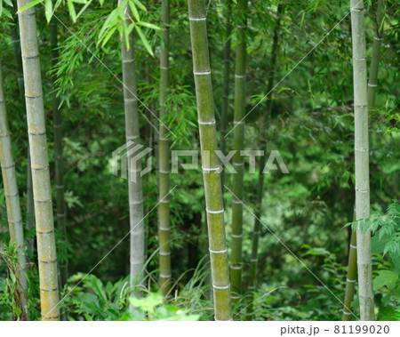 森に自生する竹林 森に自生する竹林 81199020