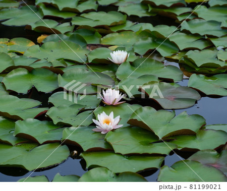 黒沢湿原の池塘に咲くピンクの羊草の花 81199021