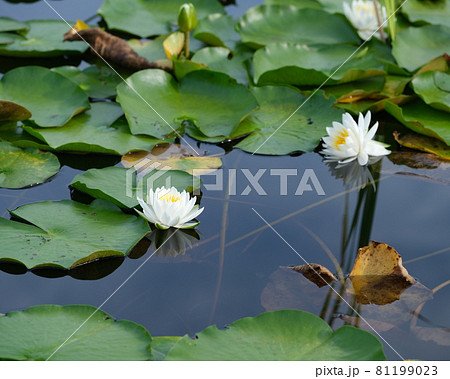 黒沢湿原の池塘に咲くヒツジ草の花 黒沢湿原の池塘に咲くヒツジ草の花 81199023