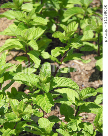東京・足立区都市農業公園で栽培のニホンハッカ 81199050