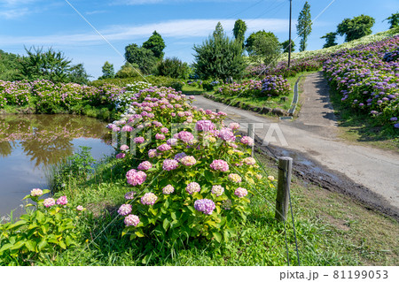 三重県津市　かざはやの里の紫陽花の咲く丘 81199053