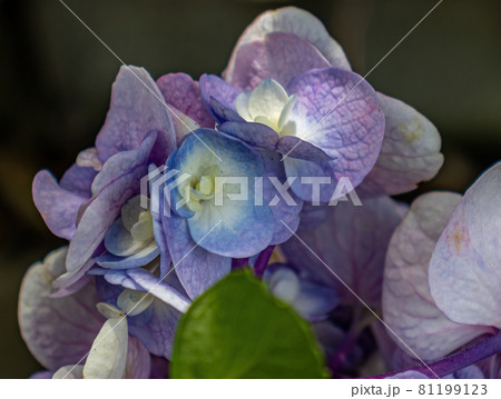 The yellow and purple pastel colors of these hydrangea petals, are beautiful and tender. The yellow and purple pastel colors of these hydrangea petals, are beautiful and tender. 81199123
