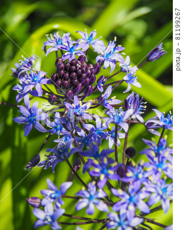 東京・足立区都市農業公園に咲くオオツルボ 81199267