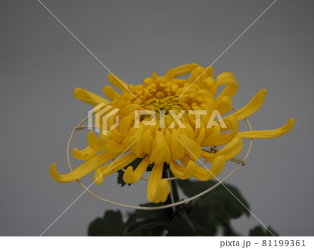菊 菊 81199361